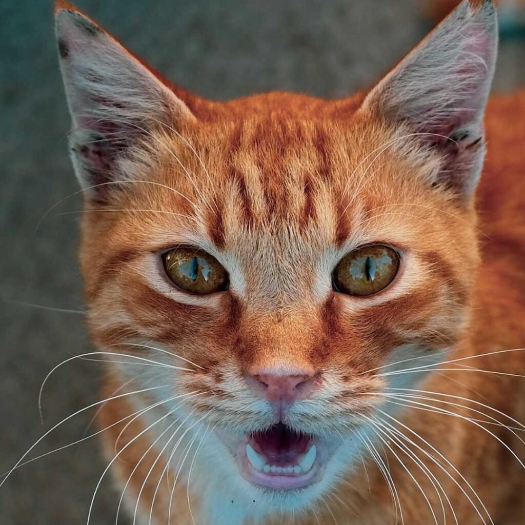 ginger cat meowing