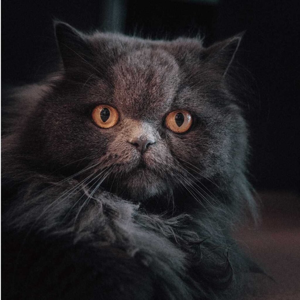 black cat with yellow eyes looking at camera