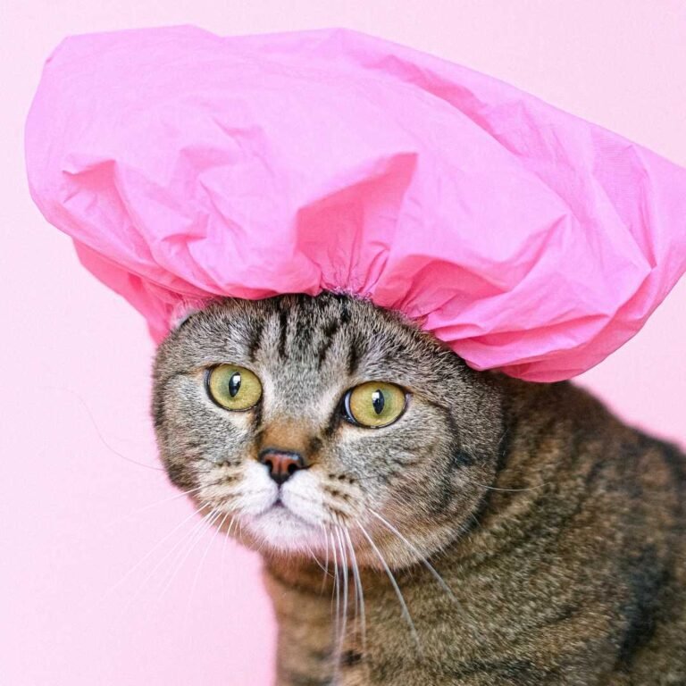 cat in pink shower cap