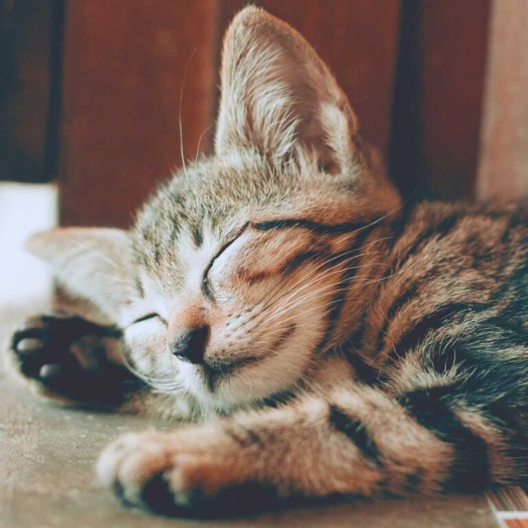 kitten sleeping