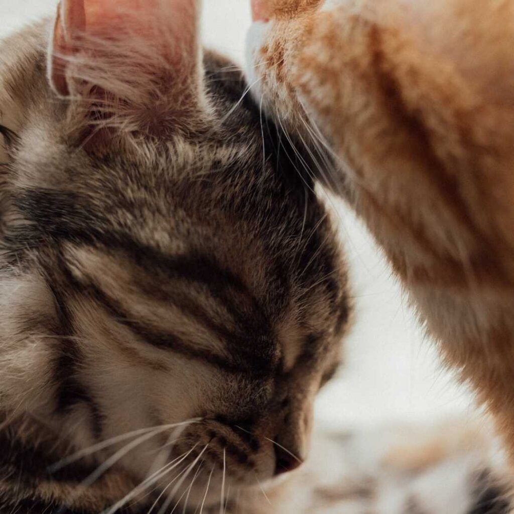 2 cats rubbing heads affectionately