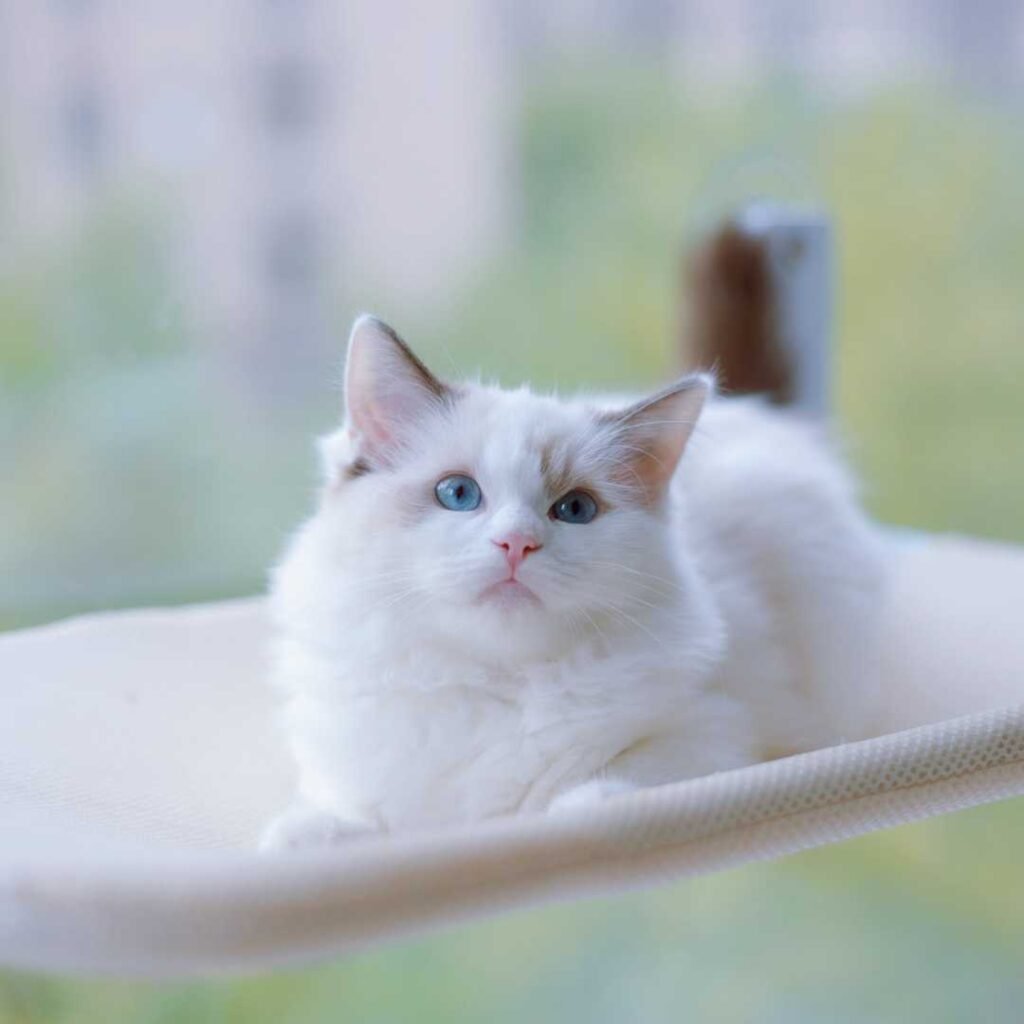 cute white kitten on window hammock